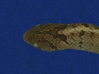 Taiwan Leopard Snake Collection Image, Figure 2, Total 10 Figures